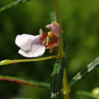 Impatiens oppositifolia L.